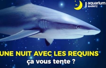 une nuit face aux requins